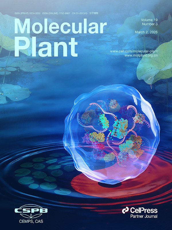 『Cover Story』 Molecular Plant 표지에 소개된 Sondii 아트워크: 스트레스 과립과 글루타티온화가 구축하는 애기장대 세포 내 산화환원 방어벽